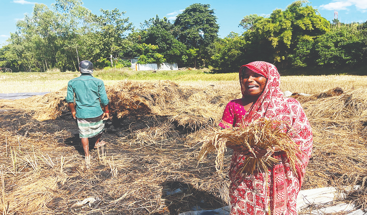 কাটা ধান পুড়িয়ে দিল দুর্বৃত্তরা
