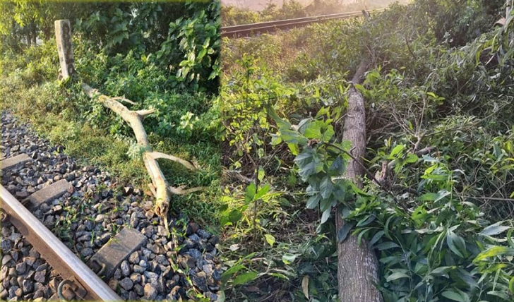সাতকানিয়ায় রেললাইনে গাছের ডাল ফেলে নাশকতার চেষ্টা