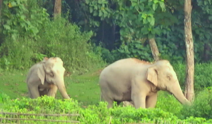 রাঙামাটিতে বুনো হাতির আক্রমণে ২ নারীর মৃত্যু