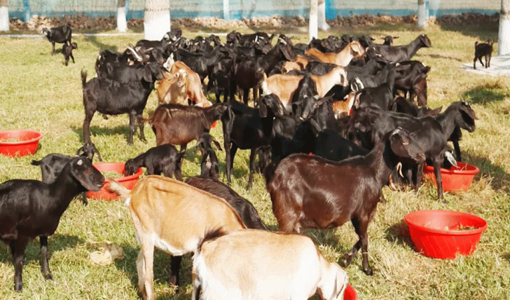 মীরসরাইয়ে প্রহরীকে বেঁধে খামারের ৪০ ছাগল লুট