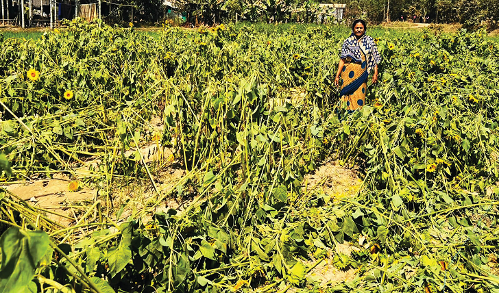 লোহাগাড়ায় রাতের আঁধারে সূর্যমুখী বাগান তছনছ