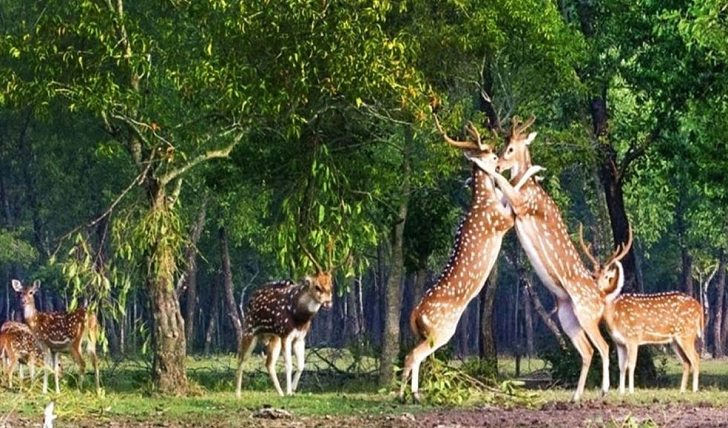 আজ সুন্দরবন দিবস