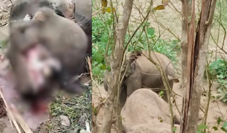 সঙ্গীর পাহারায় থাকা সেই হাতির মৃতদেহ থেকে শুঁড়-পায়ের মাংস কেটে নিল দুর্বৃত্তরা