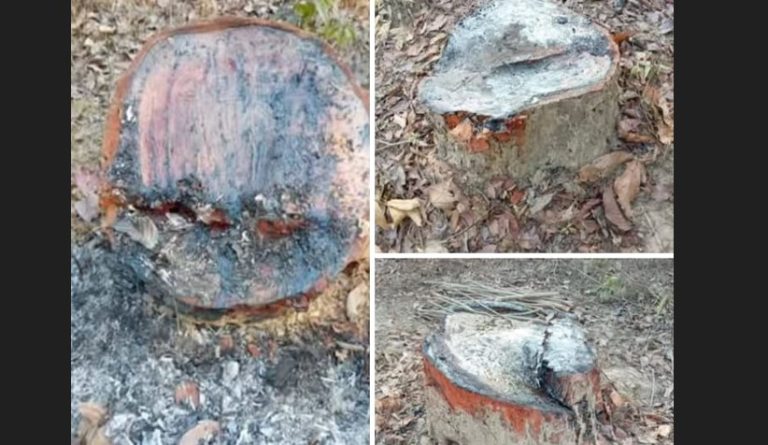 খুটাখালীতে গর্জন মাদারট্রি পাচারের অভিযোগ, বন কর্মকর্তার যোগসাজশে বন উজাড়!