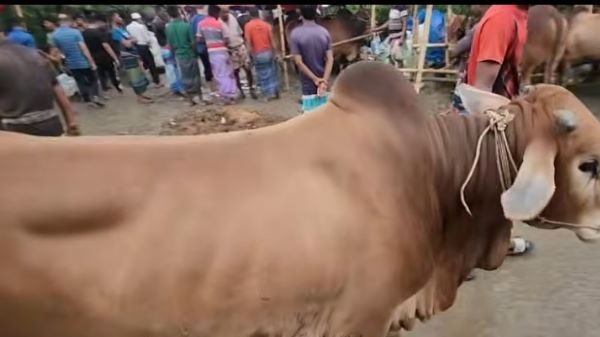 রাজধানীর উত্তরা দিয়াবাড়ি পশুর হাটে সরকার দলীয় ইজারাদারের চরম অনিয়ম