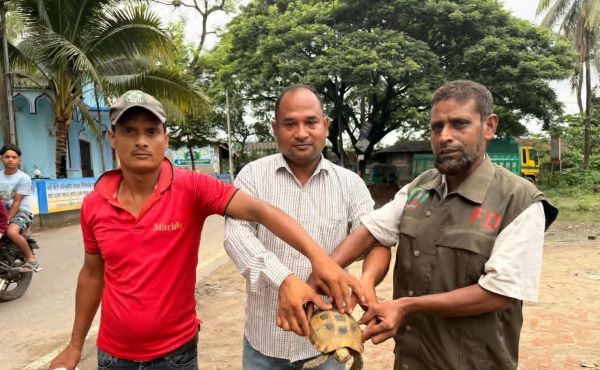 সাতকানিয়ায় মহাবিপন্ন হলুদ পাহাড়ি কচ্ছপ উদ্ধার, বনে অবমুক্ত