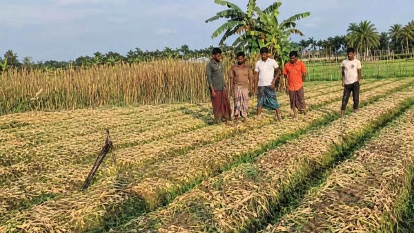 চকরিয়ায় কীটনাশক স্প্রে’র পর পুড়ল মুলা-ধনিয়ার ক্ষেত,কৃষকদের সাড়ে ৬ লাখ টাকার ক্ষতি