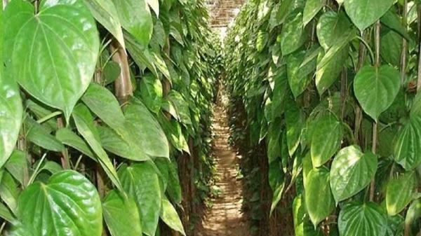 হারবাংয়ের মিষ্টি পান চাষে বদলে যাচ্ছে গ্রামীণ অর্থনীতি