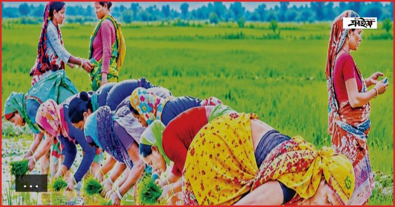 বাজিতপুরের হাওড়ে নারী শ্রমিকের কদর বাড়লেও কাটেনি মজুরি বৈষম্য